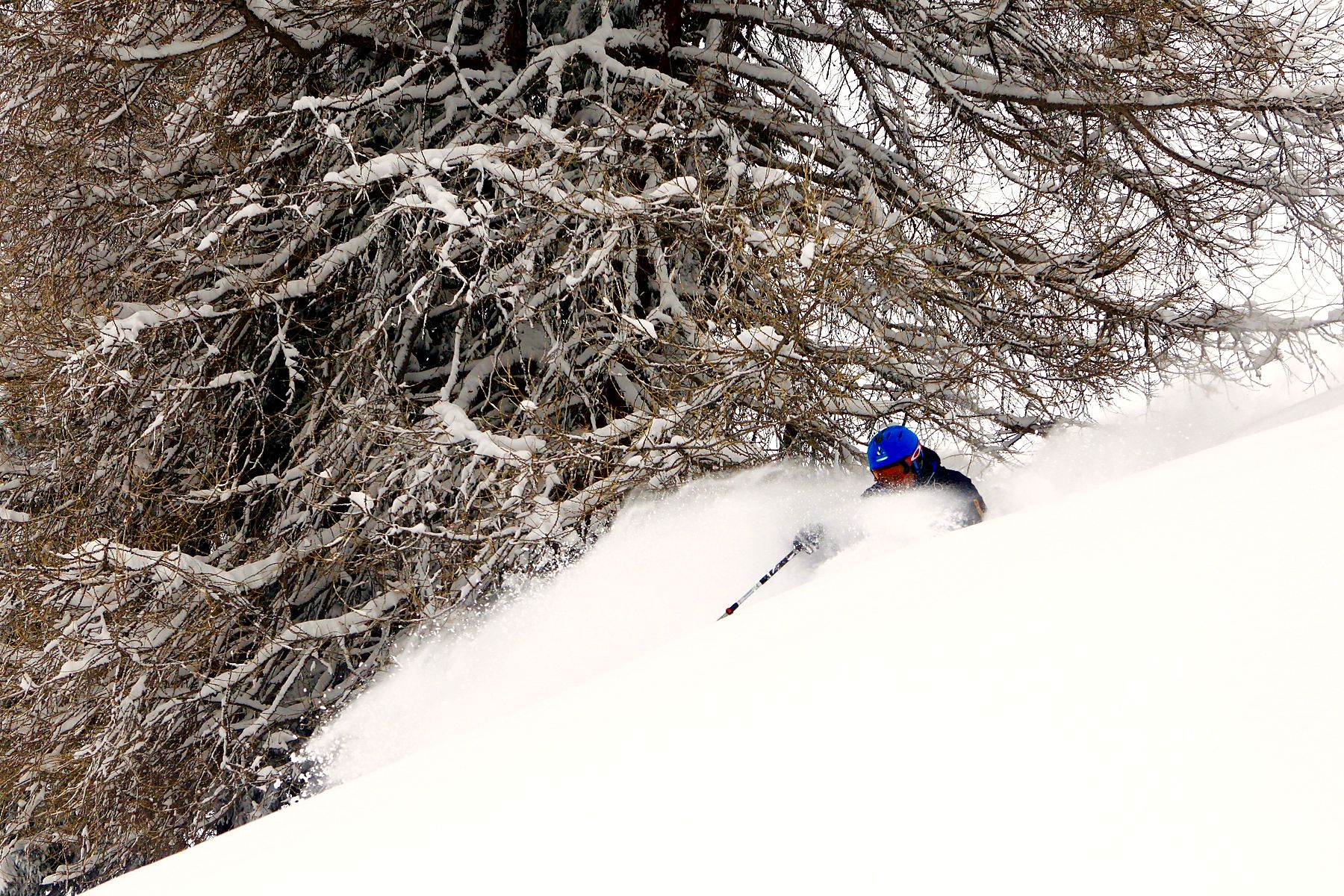 Tree skiing in deep powder through the larches in Grimentz