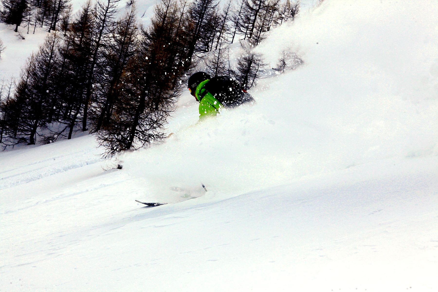 Off-piste skiing through a larch forest in the Valais