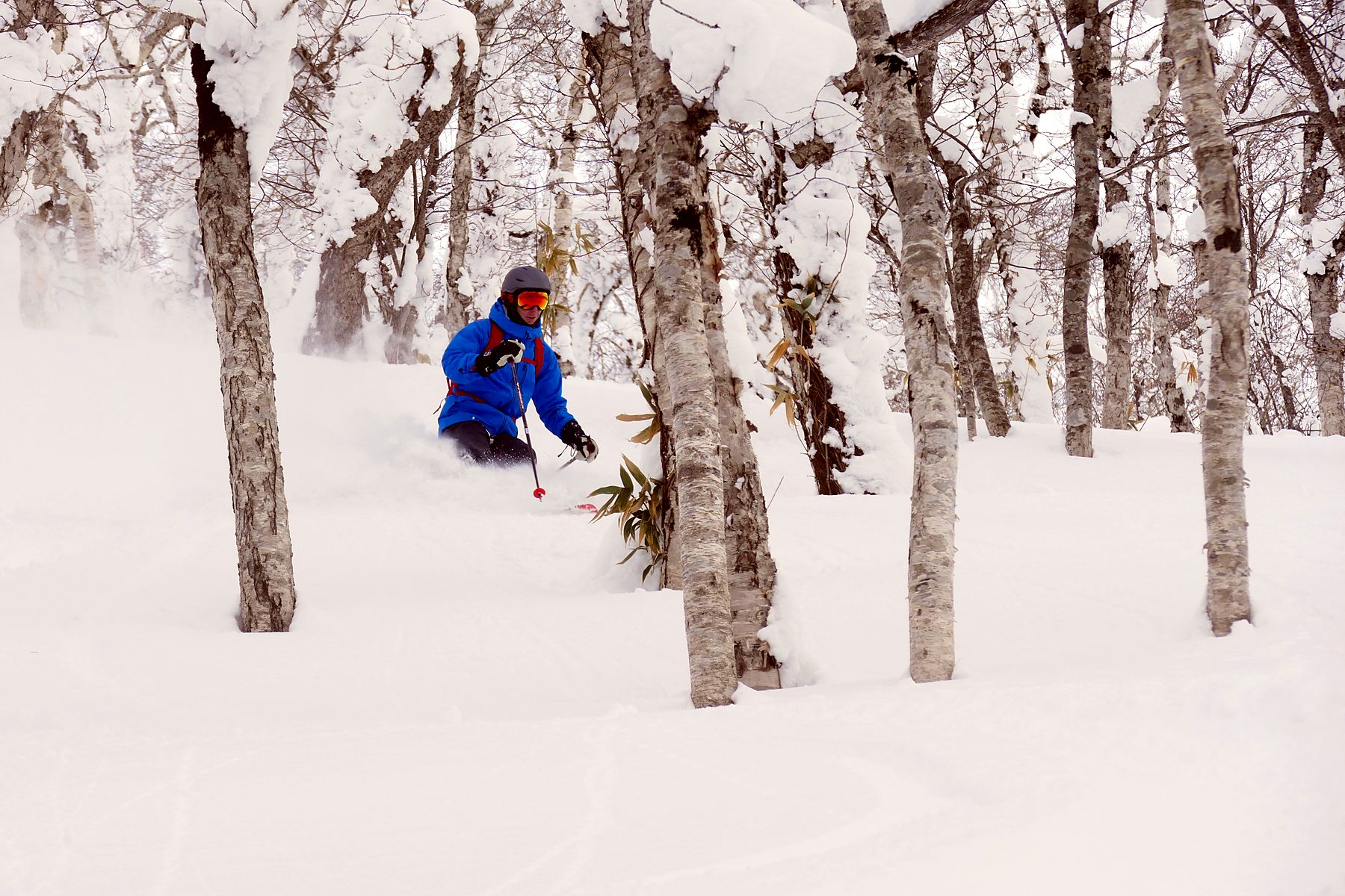Tree skiing in deep powder through a birch forest with Le Beau Ski