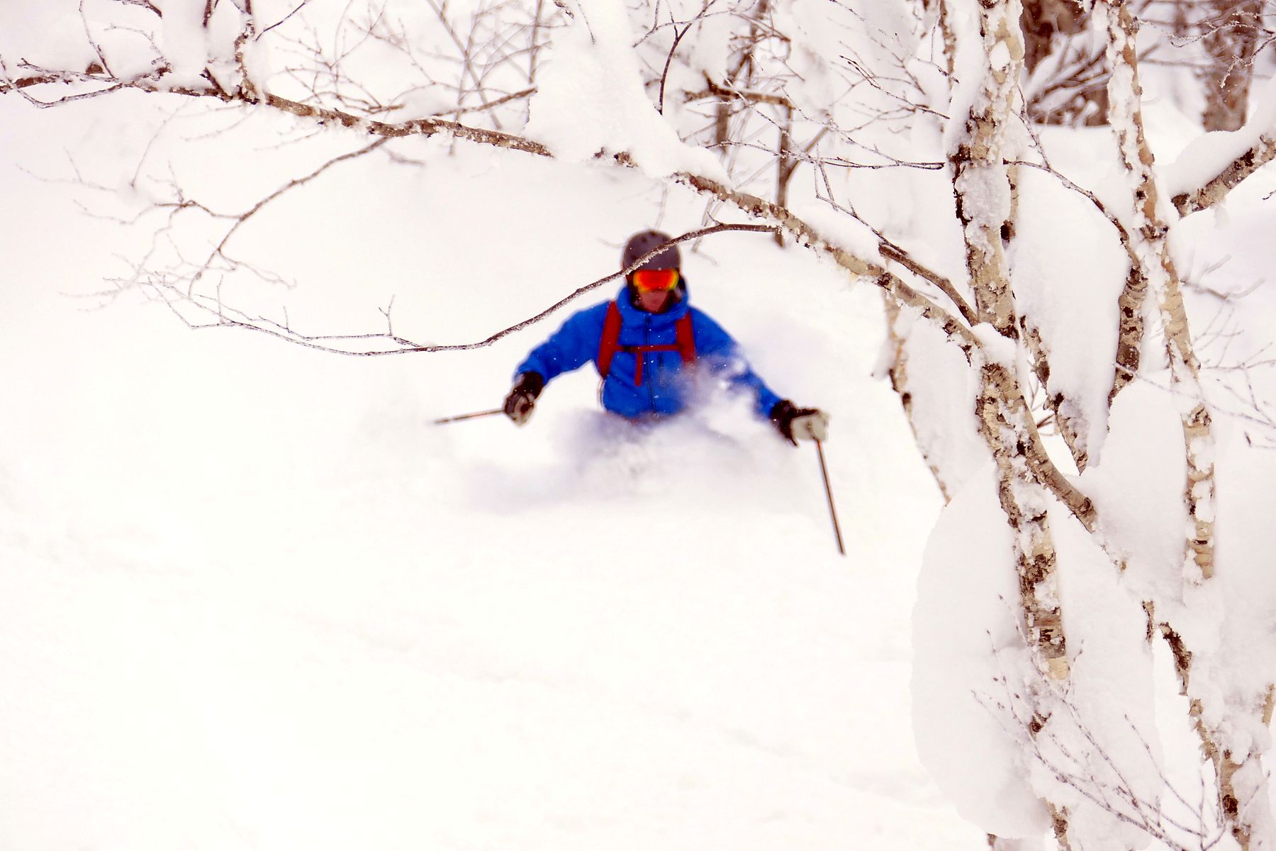 Powder skiing between birch trees on a Le Beau Ski trip