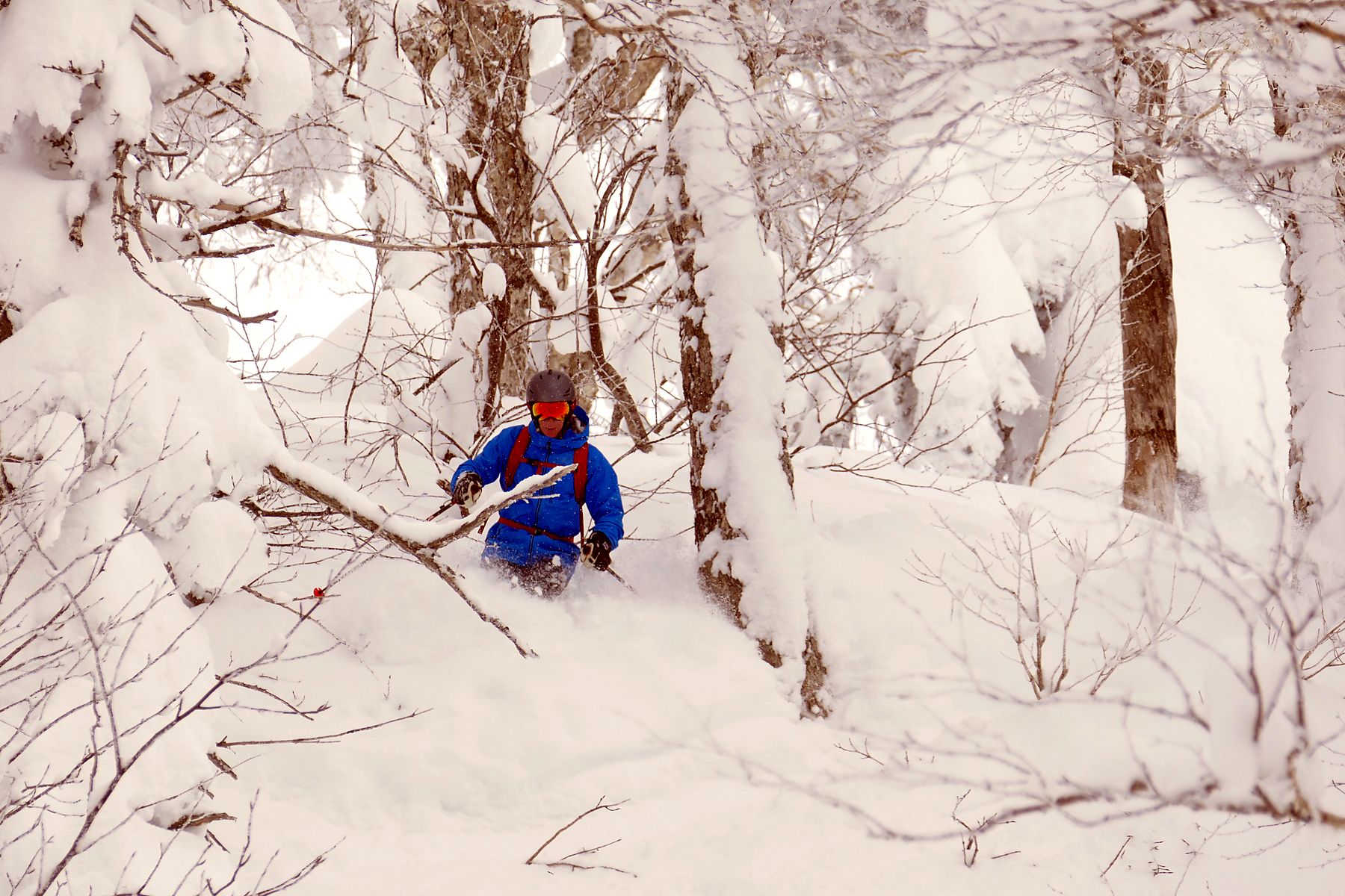 Tree skiing in powder through a larch forest with Le Beau Ski