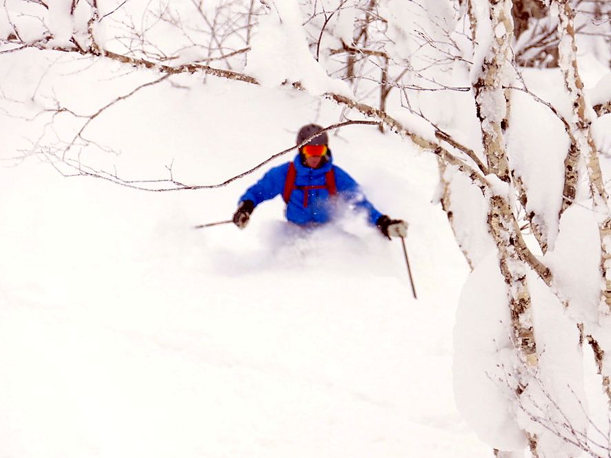 Powder skiing between birch trees with Le Beau Ski guides